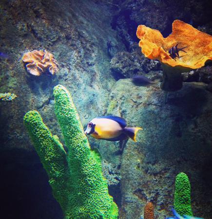 Akvaryum Alisveris Merkezi